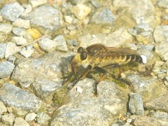 Promachus yesonicus