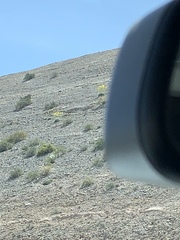 Arctomecon californica