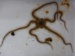 Ophiothrix