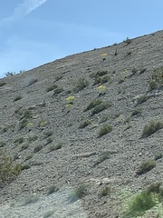 Arctomecon californica