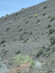 Arctomecon californica