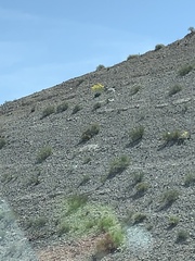 Arctomecon californica