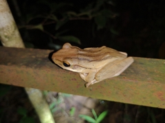 Polypedates leucomystax