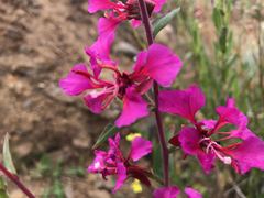 Clarkia unguiculata
