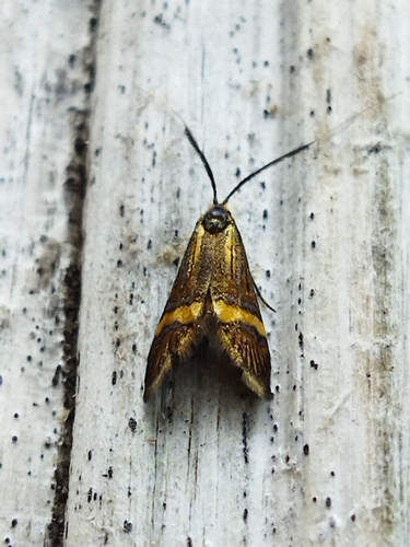 Yellow-barred Longhorn photo 3