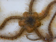 Ophiothrix