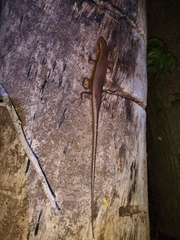 Eutropis multifasciata