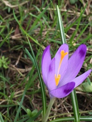 Crocus heuffelianus scepusiensis