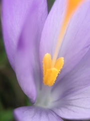 Crocus heuffelianus scepusiensis