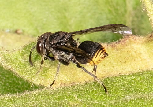 Brachygastra augusti image