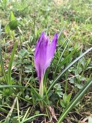 Crocus heuffelianus scepusiensis