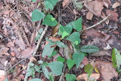 Pericampylus glaucus