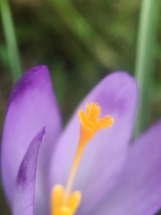Crocus heuffelianus scepusiensis