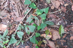 Pericampylus glaucus