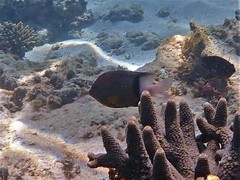 Plectroglyphidodon dickii