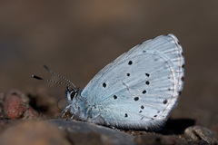 Celastrina argiolus