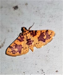 Conogethes haemactalis
