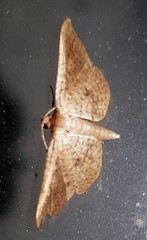 Collinsa submicans