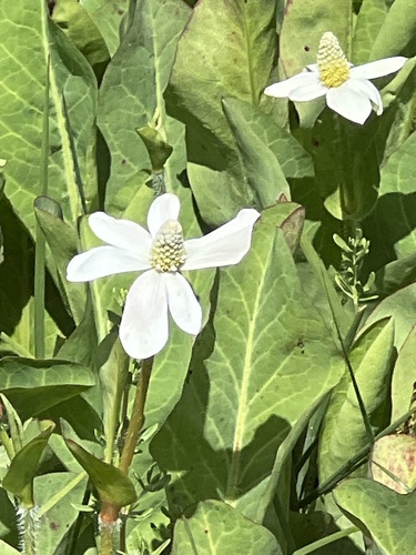 iNaturalist observation photo of Yerba Mansa