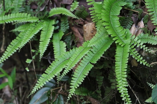Image of Trailing Maidenhair Fern (Adiantum caudatum) by no rights reserved