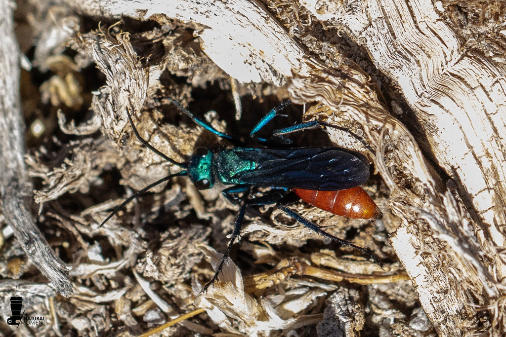 Arachnospila titicacaensis