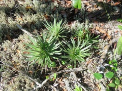 Paepalanthus
