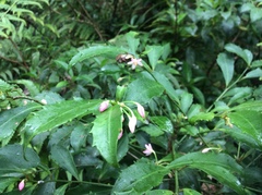 Ardisia cornudentata