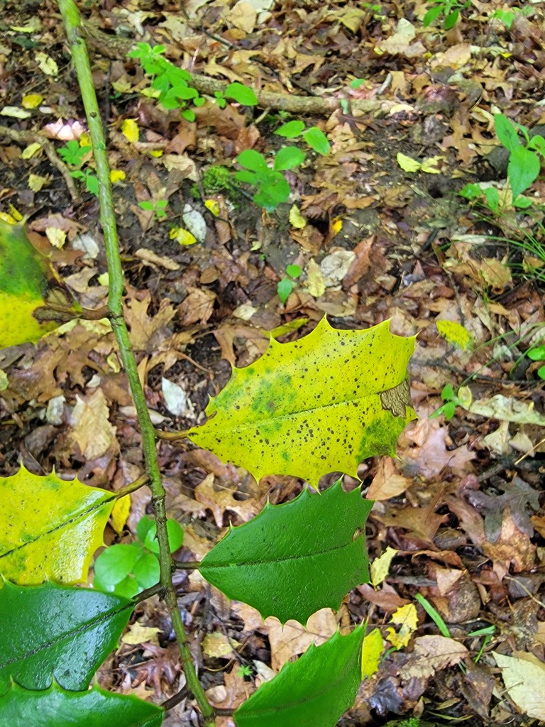 Holly leaf blight from mercer new jersey united states on may 8 2024