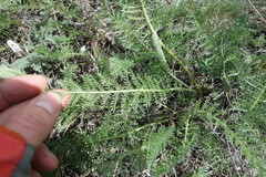Tanacetum kittaryanum