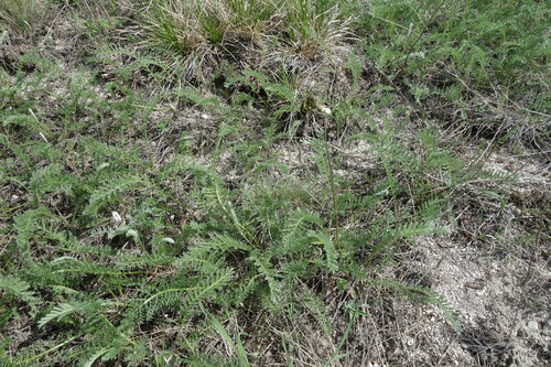 Tanacetum kittaryanum, photograph 2
