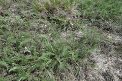 Tanacetum kittaryanum, photograph (c) Aleksei Baushev, some rights reserved (CC BY)