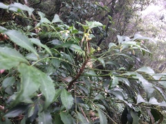 Ardisia cornudentata