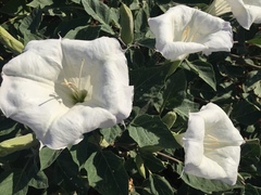 Angiospermae