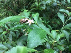 Ardisia cornudentata