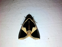Fodina