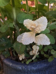 Angiospermae