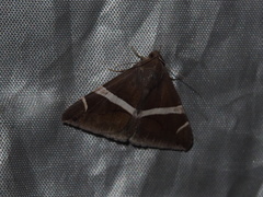 Bastilla arctotaenia