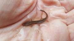 Necturus louisianensis