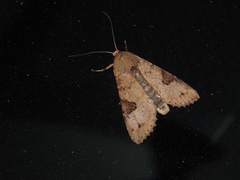 Tiracola aureata