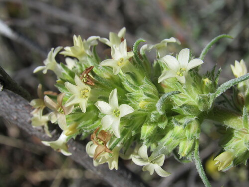 Image of Ipomopsis spicata by (c) Anders Hastings, some rights reserved (CC BY)