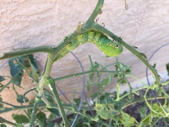 Angiospermae