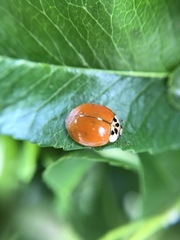 Harmonia axyridis