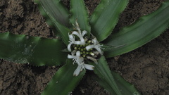 Cryptanthus coriaceus