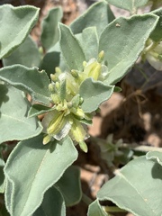 Acleisanthes nevadensis