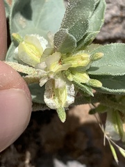 Acleisanthes nevadensis