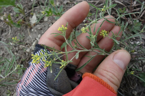 Image of Fkax-Leaf Alyssum (Meniocus linifolius) by (c) Aleksei Baushev, some rights reserved (CC BY)