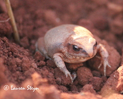 Arthroleptis stenodactylus