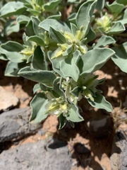 Acleisanthes nevadensis