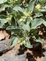 Acleisanthes nevadensis