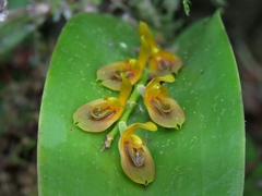 Acianthera